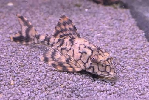 Snakeskin pleco l037 - pleco, 2.5-3