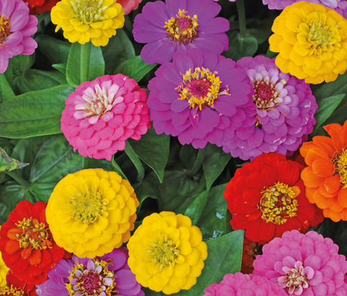 Zinnia elegans giant double - zinnia,