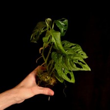 Monstera obliqua - Aroid -