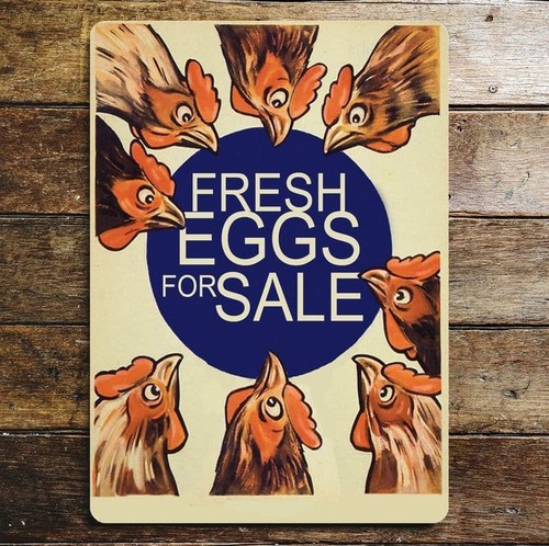 Chicken fresh eggs for - eggs,