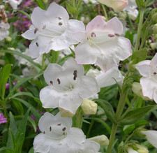 Penstemon snow storm - , perennial