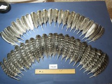 44 Pcs Barred Turkey Wing