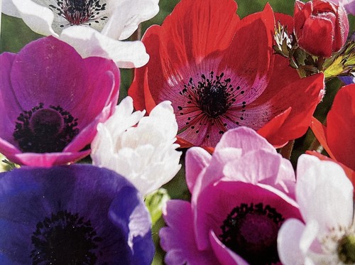 Anemone coronaria de - anemone,