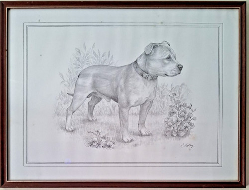 Staffordshire bull terrier - bull,