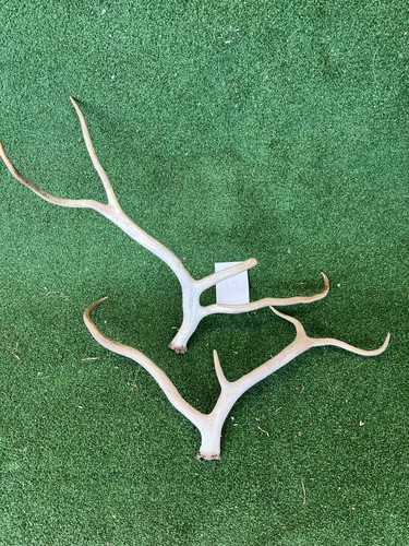 Naturally shed reindeer - naturally,