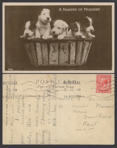 Fox terriers dogs puppies - terriers, pets