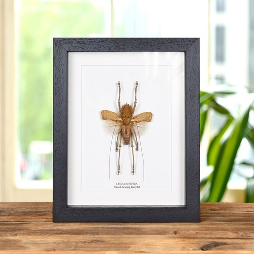 Sword bearing katydid box - katydid, in