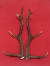 PAIR OF RED DEER ANTLERS 566g.   approx. 49/51cm.