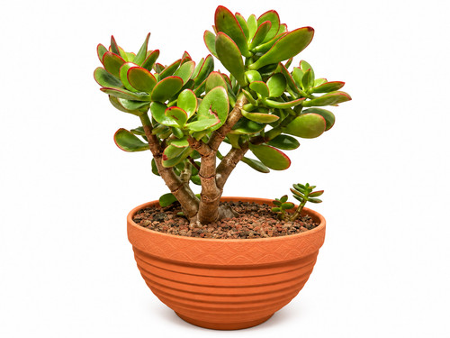 Jade plant money - tree, bonsai