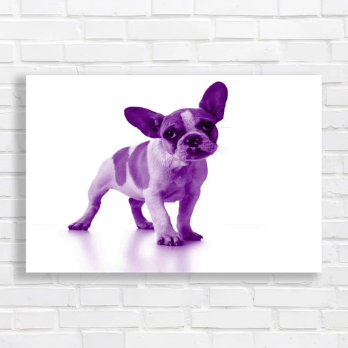 Adorable french bulldog - adorable,