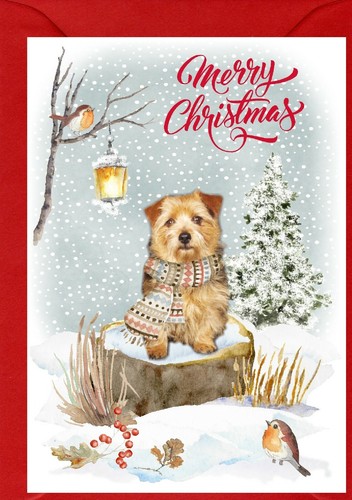 Norfolk terrier dog - terrier, a6