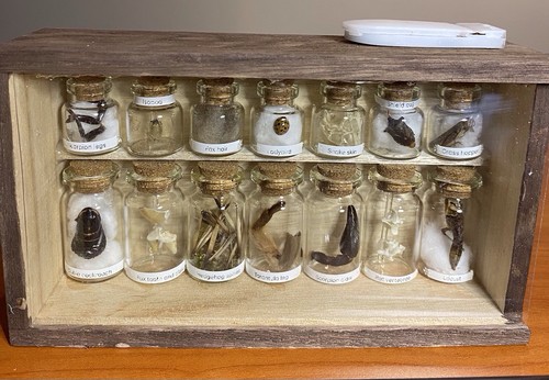 Oddity taxidermy display case - display,