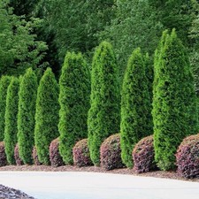 30 Emerald Green Arborvitae -