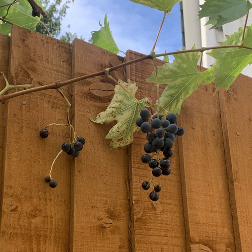 Purple grape seeds - (25),