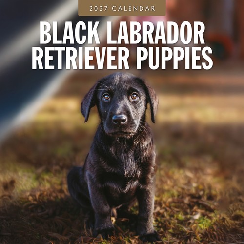 Black labrador retriever - black,