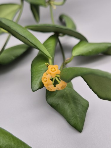 Rare hoya yellow - sapphire, from