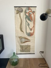 Anatomical Print Vintage Antique Medical Poster Wall Art