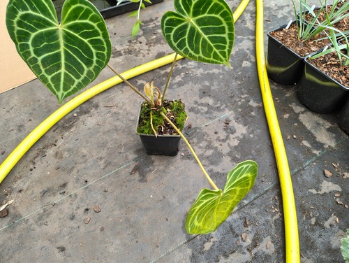 Anthurium clarinervium 11 cm - -,