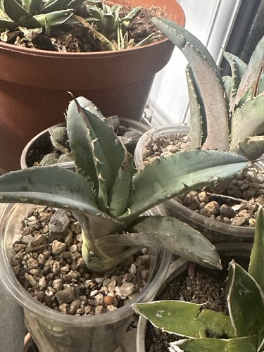 Agave titanota blue - titanota,