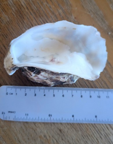 Double oysters shells - double,