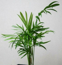 Parlour Palm (Chamaedorea elegans) - House Plant, Bare-Rooted Plants (x 4)
