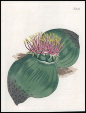 1808 CURTIS Botanical MASSONIA