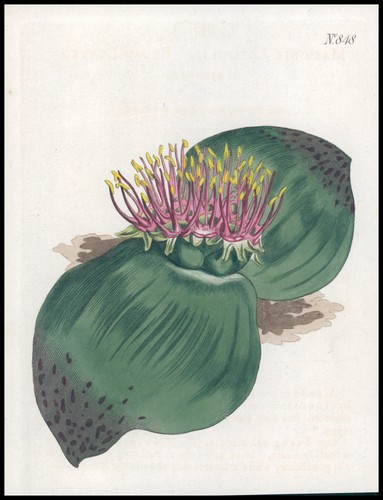 1808 curtis botanical massonia - botanical,