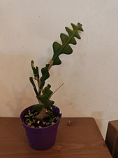 Sale! Single Epiphyllum