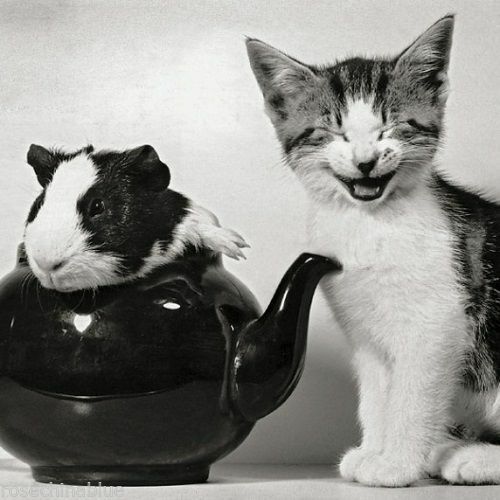 Funny black white - , grey