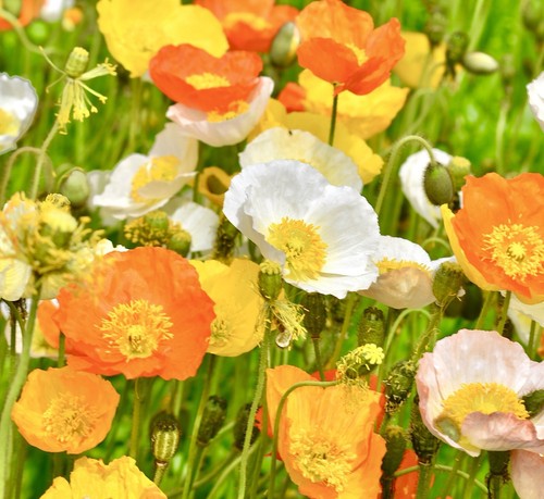 2100x iceland poppy artists - iceland,