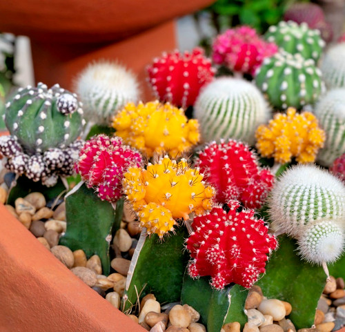 150x cactus crown - cactus, mix