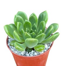 Echeveria cuencaensis - UK