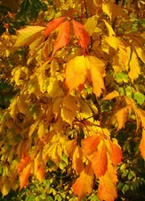 ACER CISSIFOLIUM, Vine Leaf