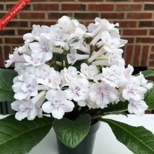 Streptocarpus Bristol's
