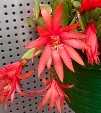 RARE SPRING EASTER CACTUS