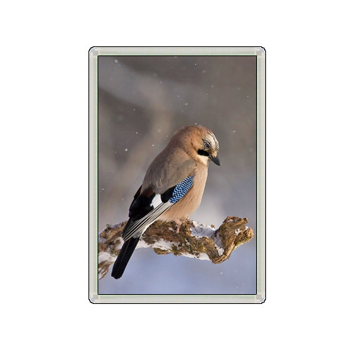 Jay bird lovely - lovely, novelty