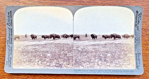 Stereoview card wild buffalo - stereoview,