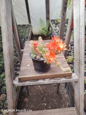 Peanut  Cactus Ancistrophora