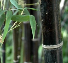 Phyllostachys nigra 50-70cm -