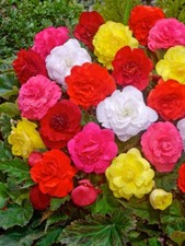 Begonia Tubers Flowering