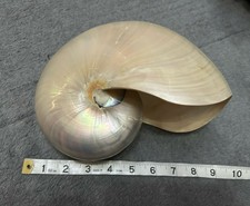 Vintage Pearlised Polished Nautilus Sea Shell Perfect Condition 9 inch