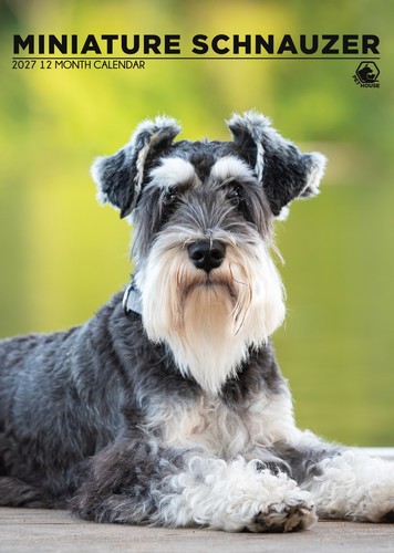 Miniature schnauzer dog 2027 - miniature,