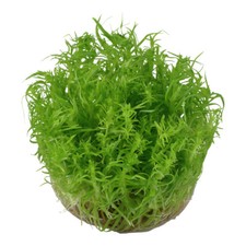 Tropica Live Aquarium Plants