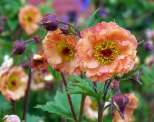 GEUM 'Mai Tai' - Hardy