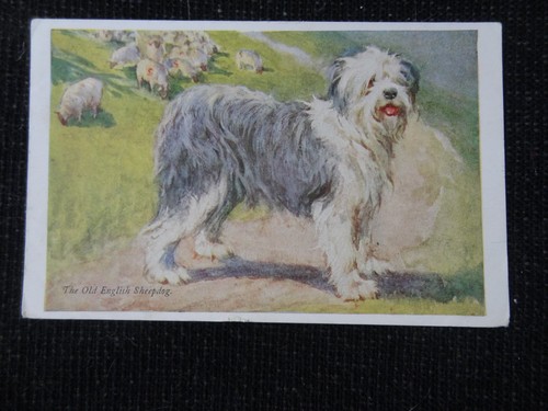 Old english sheepdog vernon - by,