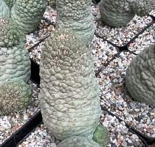 Larryleachia cactiformis (syn