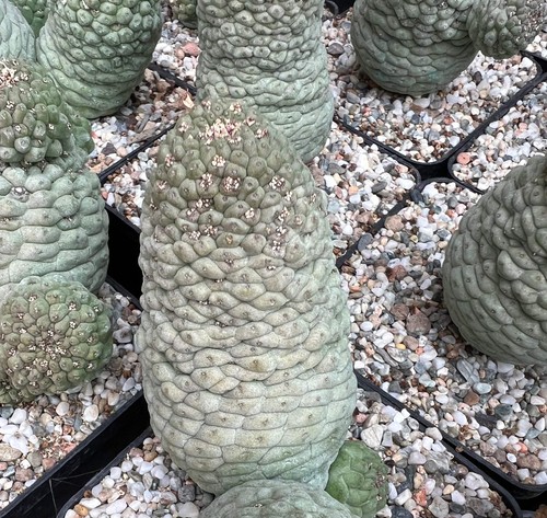 Larryleachia cactiformis syn - cactiformis, (syn