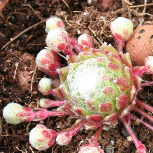 Sempervivum kramers - -,