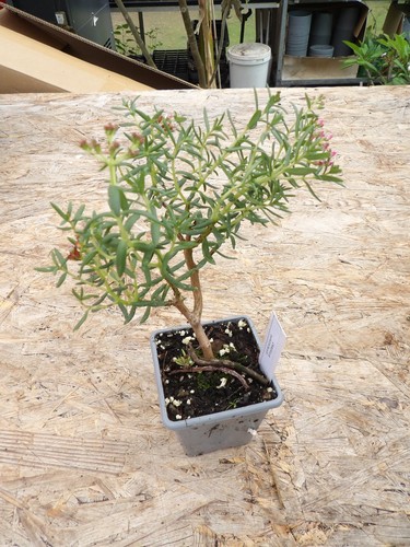 Crassula sarcocaulis - crassula,