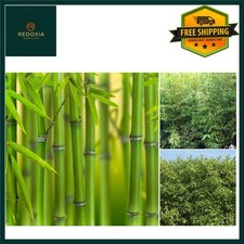 Vibrant Green Bamboo Plant